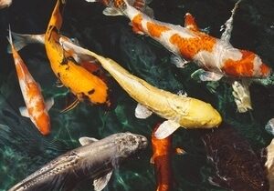 Fish in a koi pond of various types