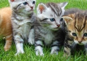 kittens-cats-thumb